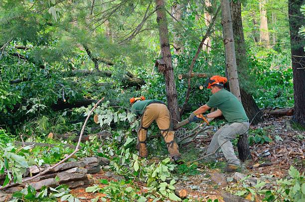 Reliable Mascoutah, IL Tree Care Services Solutions