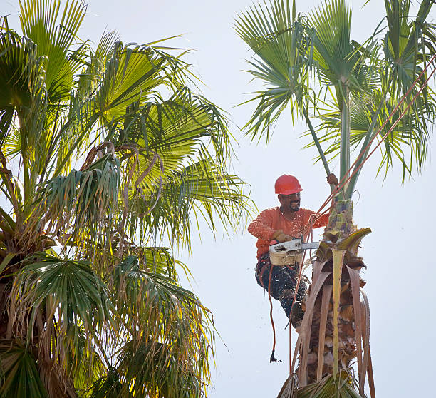 How Our Tree Care Process Works  in  Mascoutah, IL